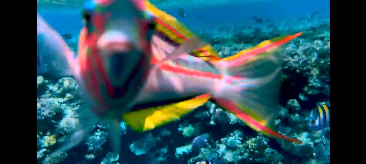 The tropical beauty of a fish 🐟 approaching a camera 📷