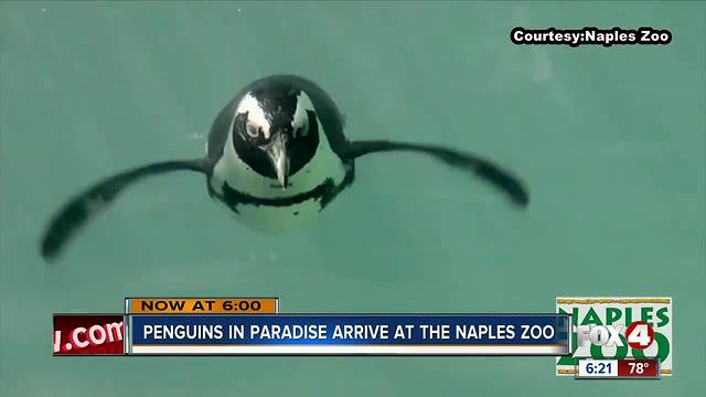 Penguins arrive at Naples Zoo