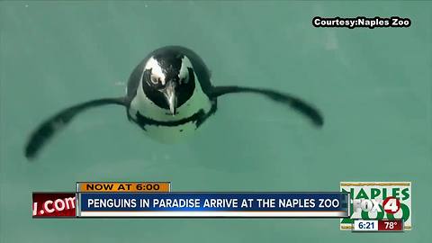 Penguins arrive at Naples Zoo