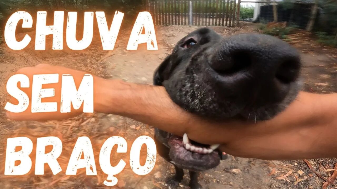 Dogue Alemão Faz Pó Na Lama - O Bicho é Bruto