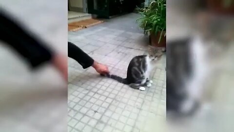 Funny cat vs Gun, Funny Animals playing dead on finger shot Compilation