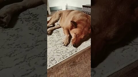 How Good Dogs Dream