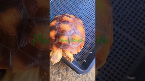 Amazing Tortoise #trending #viral #shortvideo #funnyvideo