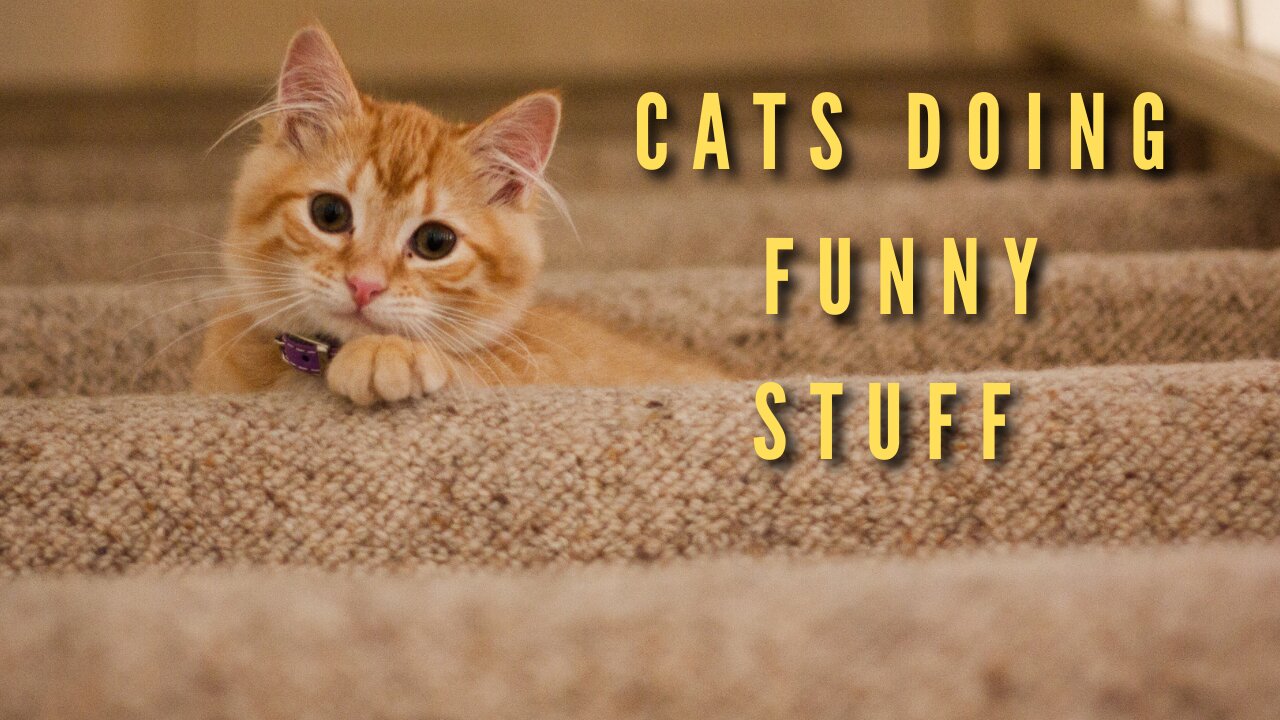 Cats Doing Funny Things || Cats Complitaion || Trending Cats