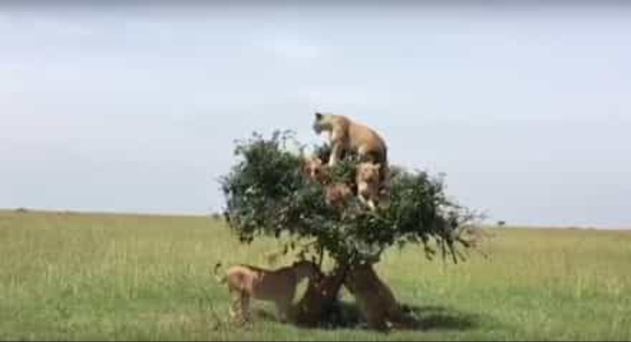 Quanti leoni vedi sull'albero?