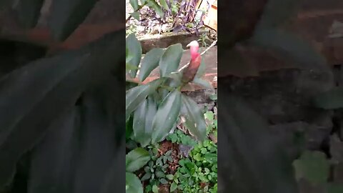 #dogsgow , #animals , #dogs