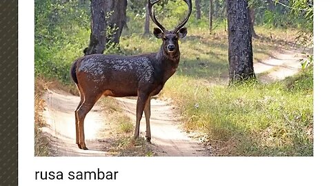 RUSA SAMBAR