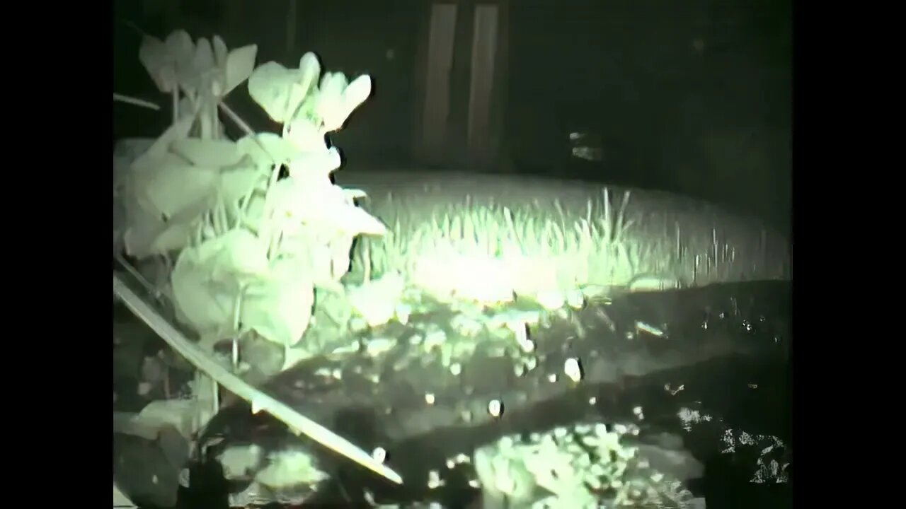 Tony Sutton - Frogcam, Frog getting out of pond (2008) [4k +60fps Upscale]