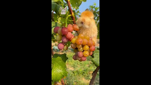 Little cute eating berries