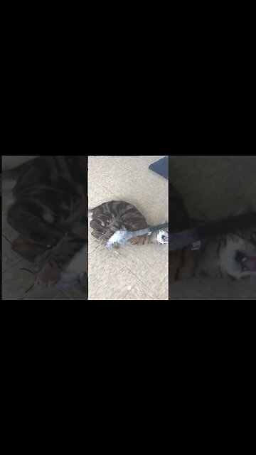 Time to reconsider your cat's food #shorts