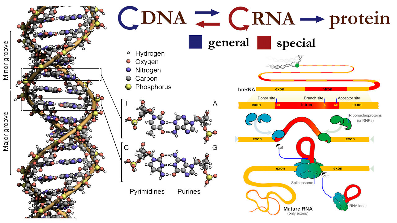 DNA, RNA, Gene Expression, and the Central Dogma of Molecular Biology