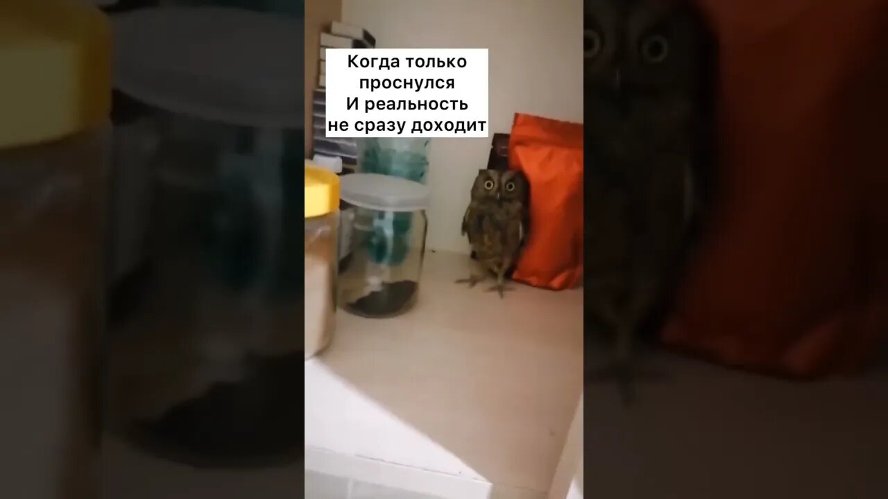 интересна предыстория этого сычика, если он так хорошо знает слова: "Стой, блядь, сюда иди."