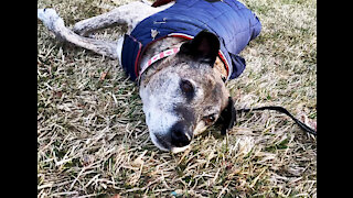 Senior dog loves to roll in the grass, watch her priceless expressions ❤️