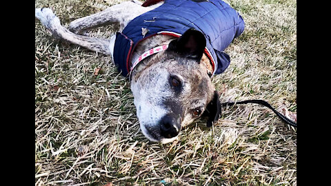 Senior dog loves to roll in the grass, watch her priceless expressions ❤️