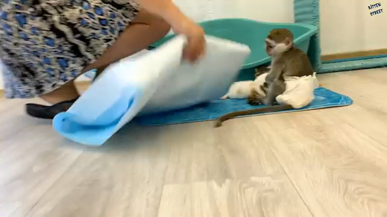 puppies playing with monkey