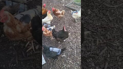 #chickens #chickenshorts