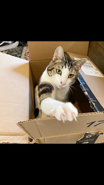 You can't jump her with this weak cat