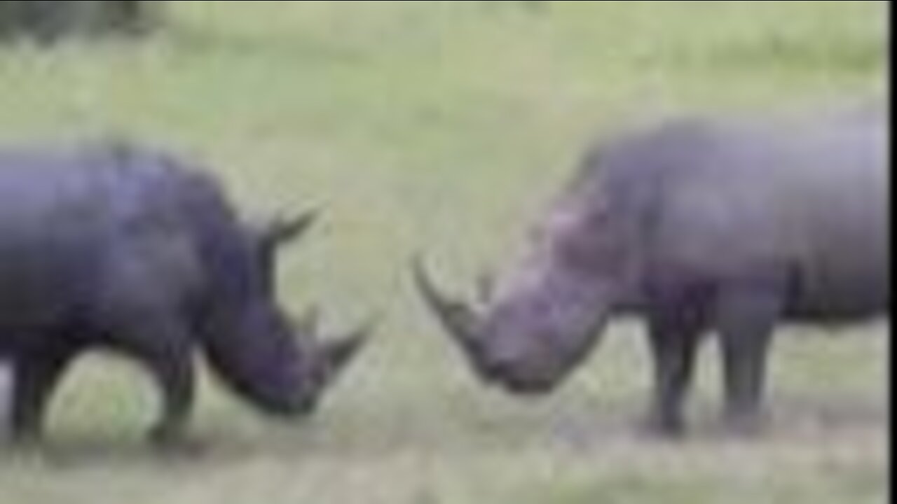 White Rhino Bulls Fight