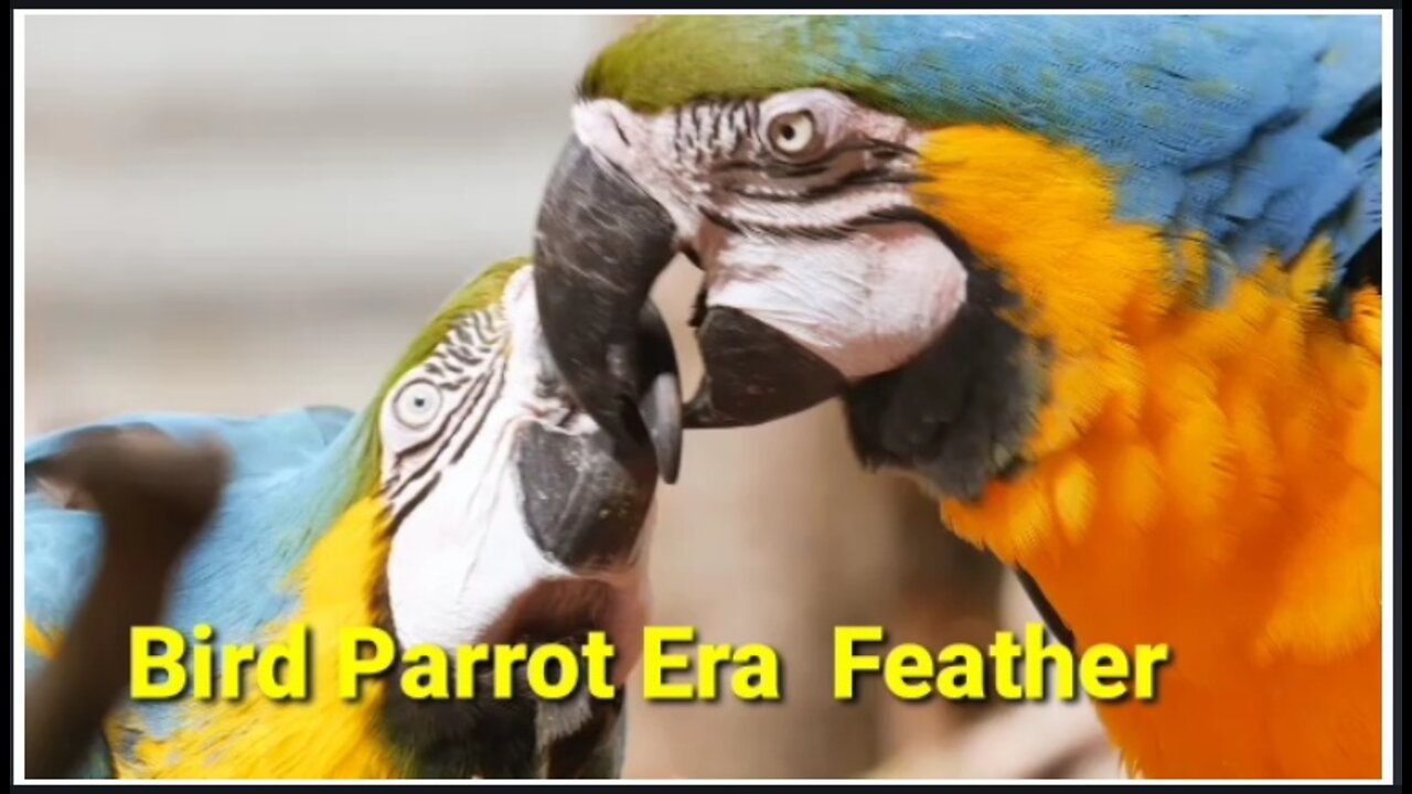 Bird Parrot Era Feather