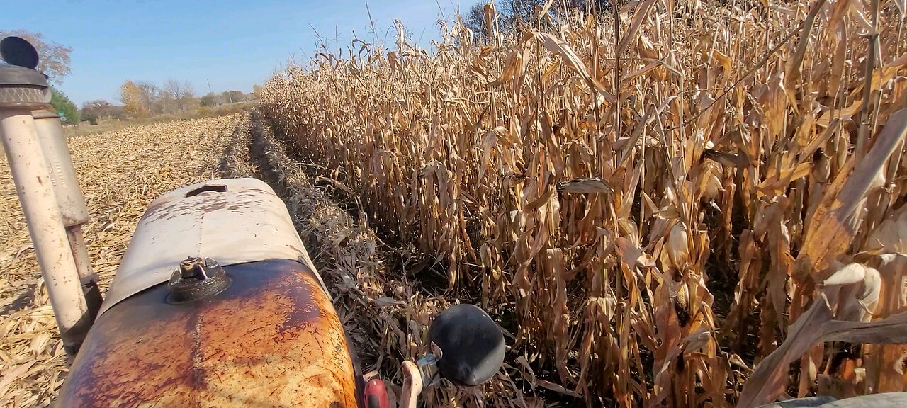 picking corn 2024