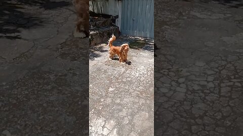 #dogshow , #animals , #dogs , #shortsvideo