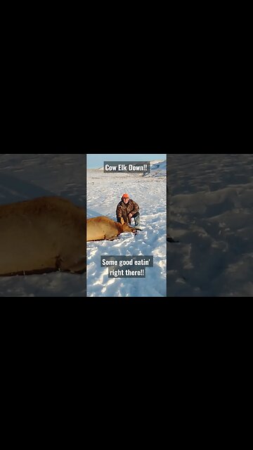 Who likes elk meat? Some of the Best! #shorts #elk #elkhunting #cowelk #success #livingofftheland