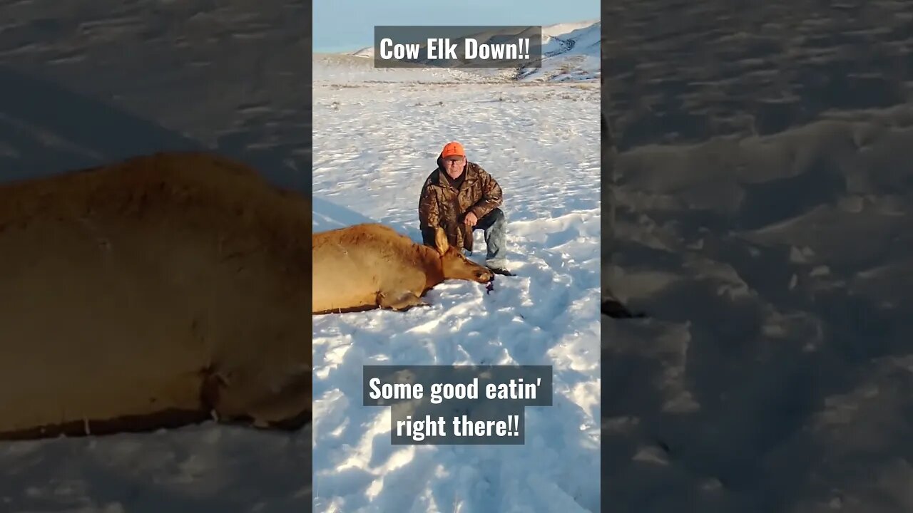 Who likes elk meat? Some of the Best! #shorts #elk #elkhunting #cowelk #success #livingofftheland