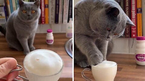 cute cats beaytiful funny cats