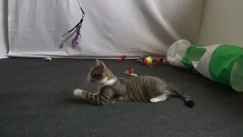 Funny Kitten Jumps for the Toy
