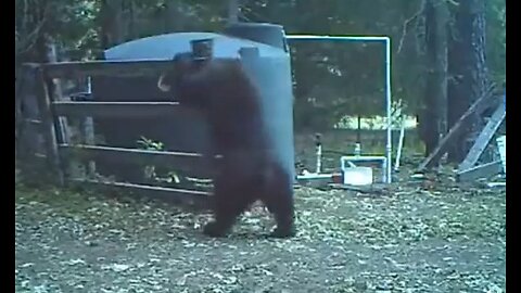 Bear's Reaction To The Worst Pain Known To Man - HaloRock