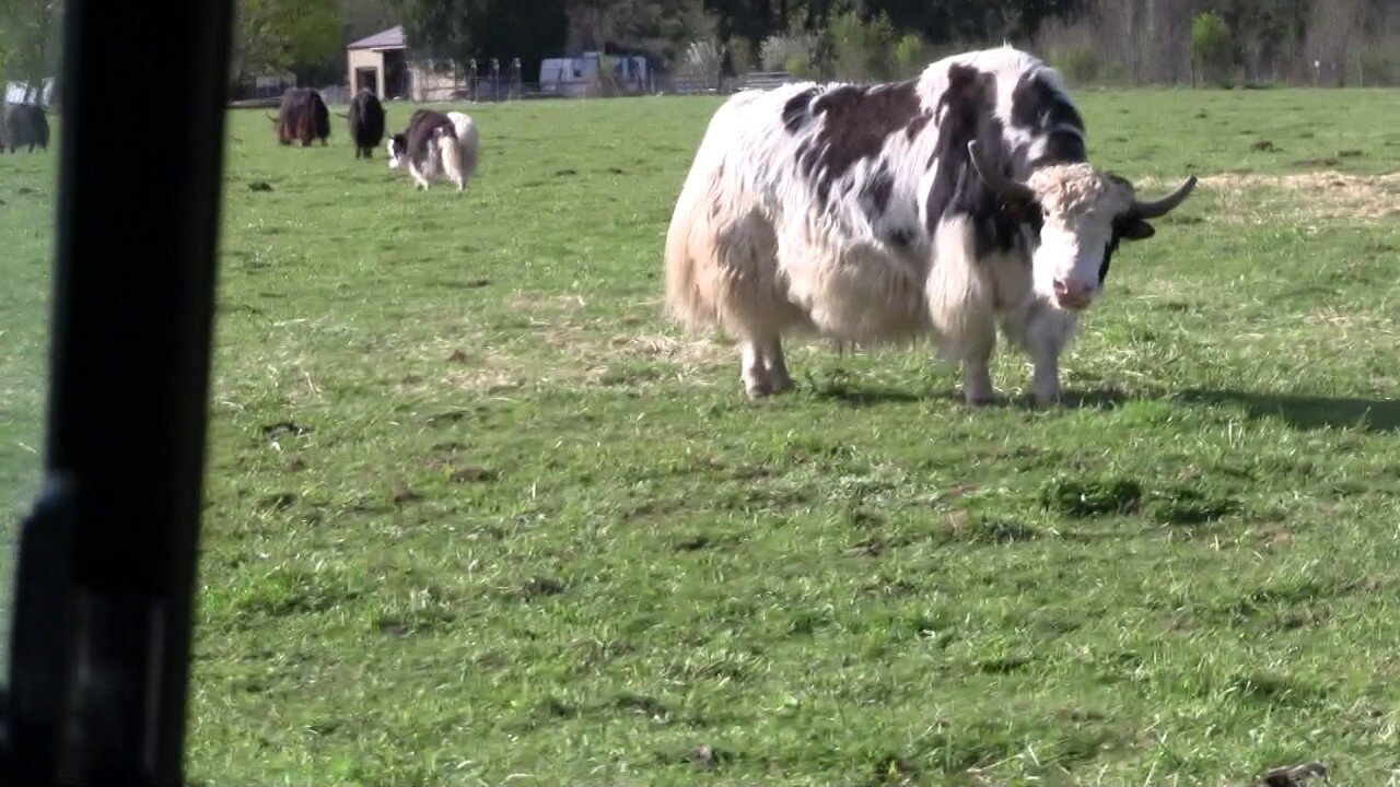 Yaks on Hazelton Farms