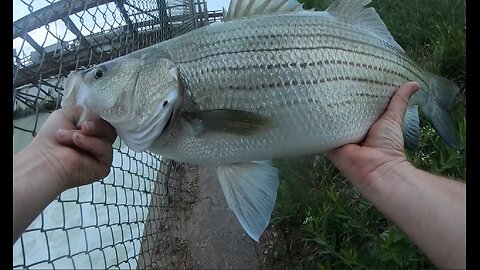 5 Wipers – One 27 inches, Couple of White Bass, & Small Mouth on 8/20/2024