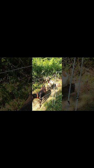 It's time to get the goats. #homesteading #brushmanagement