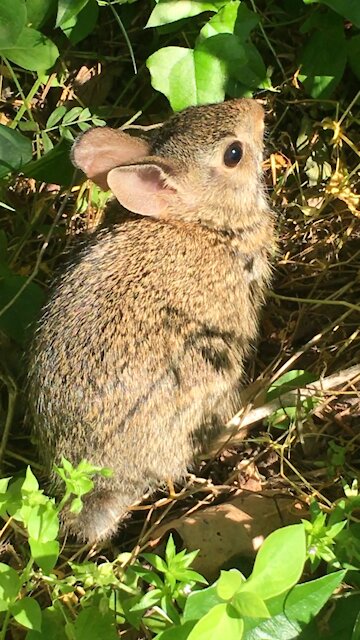 Release of Eastern Cottontail