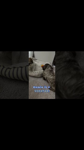 My little Ewok #shorts