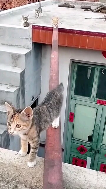 beautiful and fun cats