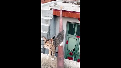 beautiful and fun cats