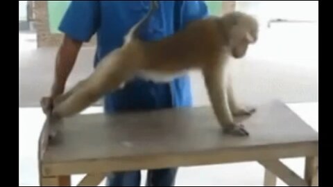 Funniest monkey