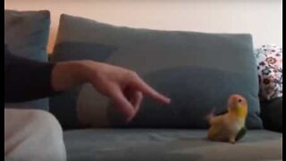 Talangfull parakit visar upp sina färdigheter