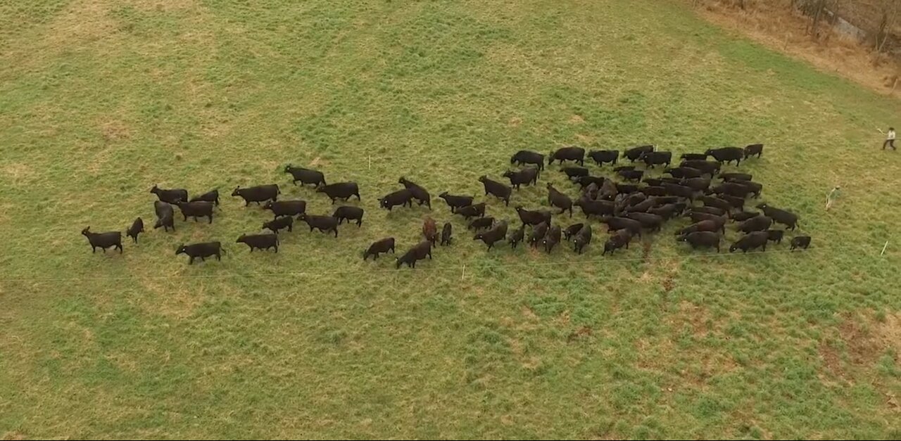 Cattle Run Drone