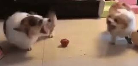 CHICKEN VS DOG FIGHT! who win?