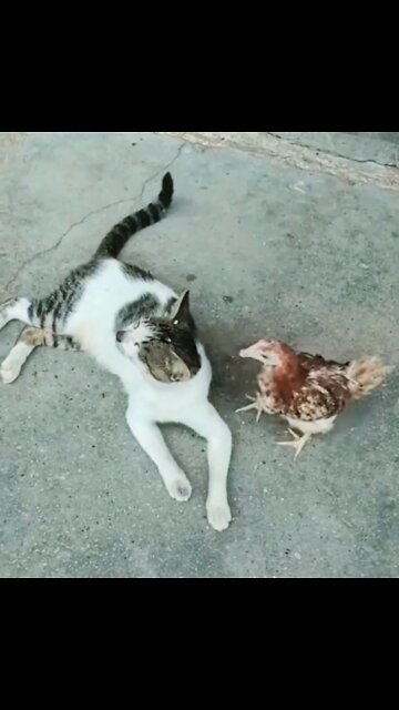 Cat and hen 2022 fantastic funny videos #viral #rumbleshorts video