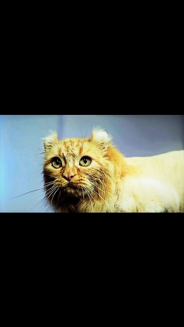 Funny Cats and Kittens Meowing Compilation | @Arik420 | #baby #cats #funny #funnycatvideos #baby