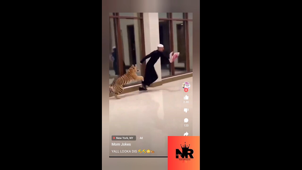 Man Vs Tiger 🐅🐯