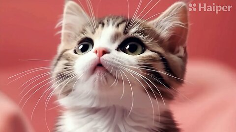 Cute Cat Gif