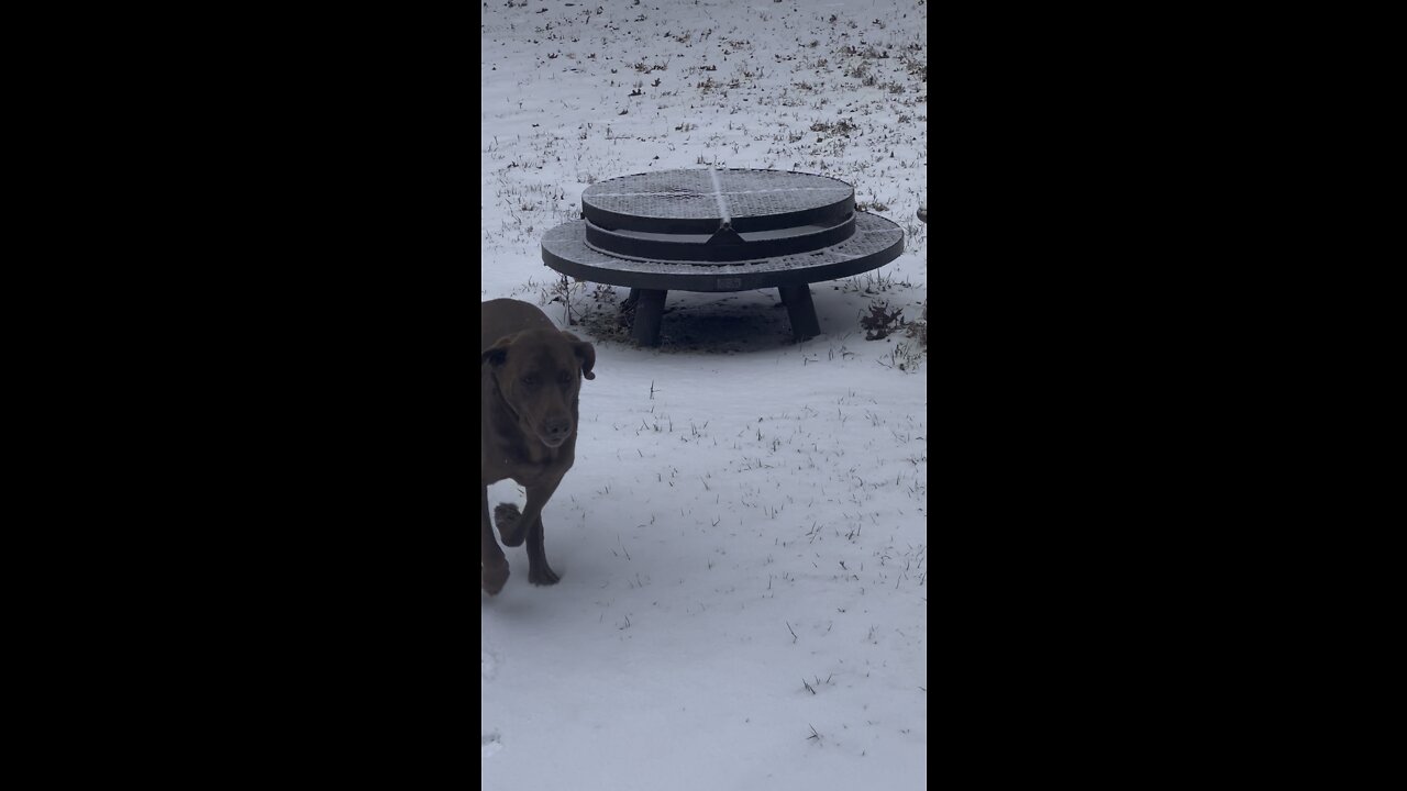 Snow turns dogs into puppies