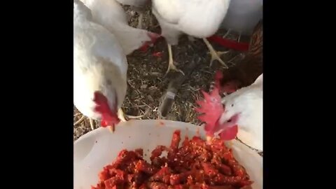 Feeding Cute Chickens Tomatoes