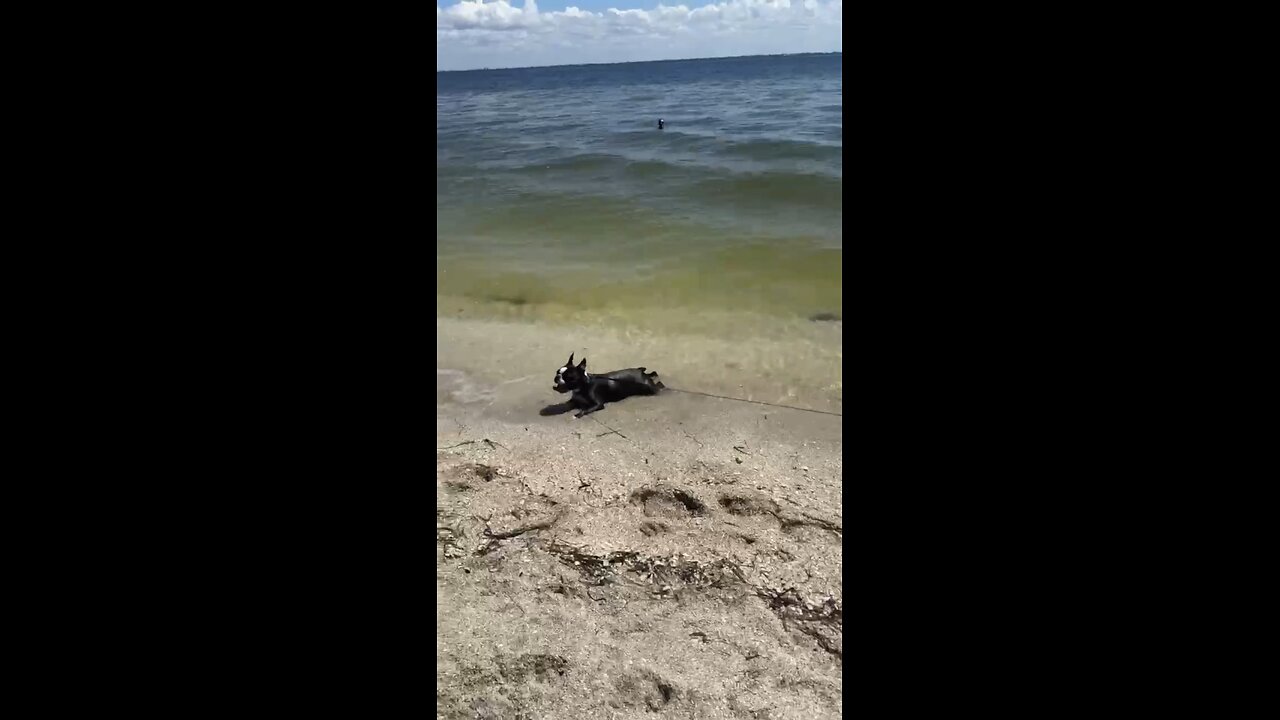 Hercules in Heaven at Fort Desoto Dog Beach | 4K