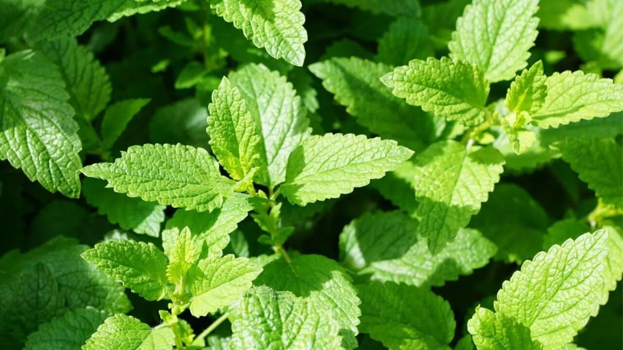 Peppermint and Spearmint: From Cigarettes to Rye Bread