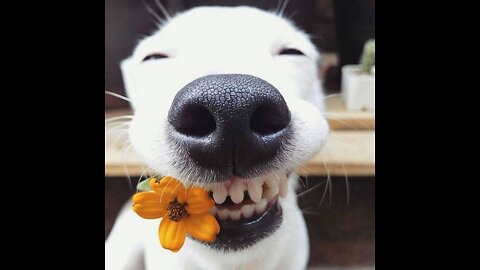 HAPPY DOG▐ TIKTOK